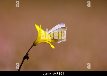 Papillon sur une fleur jaune Banque D'Images