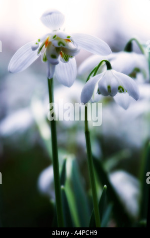 Perce-neige Galanthus nivalis contre la lumière Banque D'Images