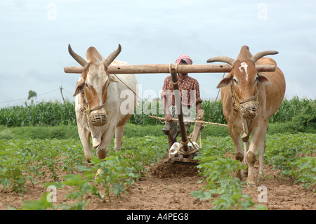 ANG77669 et traditionnelles de manière conventionnelle de l'agriculture en Inde avec charrue et deux ox Banque D'Images