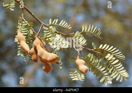 ANG77720 Tamarind growing on tree nom botanique Tamarindus indica L nom de famille Caesalpinaceae en Hindi khatta Ilgi Banque D'Images