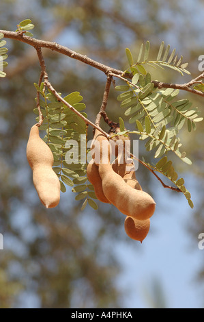 Tree Nom anglais Nom Botanique Tamarind Tamarindus indica L nom de famille Caesalpinaceae Ilgi Amli khatta mitha sweet sour Banque D'Images