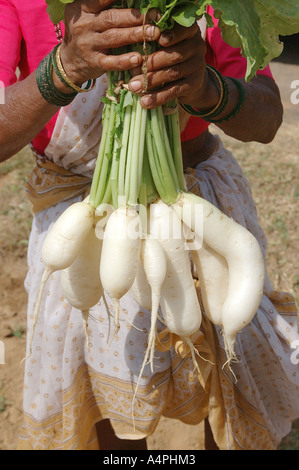 ANG77725 nom latin de légumes racines de radis Raphanus sativus Mula ou Mulia en langues indiennes, l'Hindi Banque D'Images