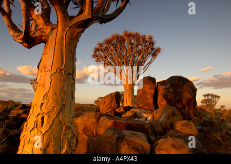 Quivertree africaine Coucher du Soleil Banque D'Images