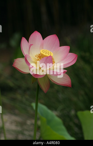 Lotus sacré complètement ouvert Banque D'Images