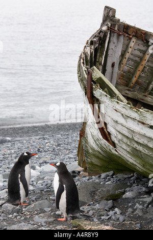 Deux Manchots à côté d'un vieux bateau de pêche à la baleine sur l'Île Déception dans les îles Shetland du Sud dans l'Antarctique Banque D'Images