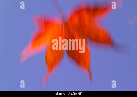 Un flou / Déménagement / relevant d'un rouge doré couleur couleur automne orange feuille d'érable japonais Acer against a blue sky Banque D'Images