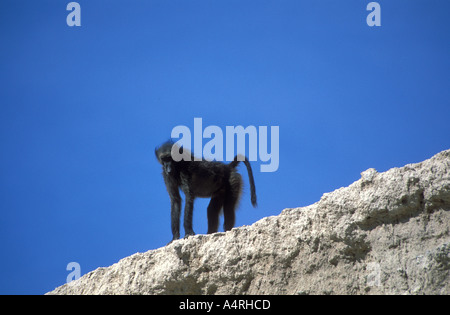 Babouin Chacma Papio cynocephalus usrinus Baärenpavian Khowarib Kaokoveld gorge Afrique Namibie Banque D'Images