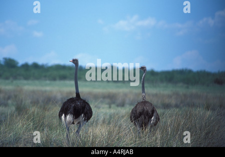 Autruche mâle et femelle Strithio camelus Savannah saison des pluies en Afrique Namibie Etosha National Park Banque D'Images