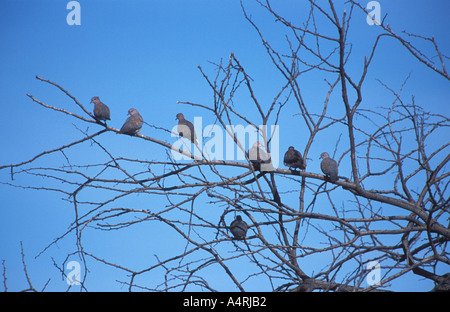 La Tourterelle du Cap Streptopelia capicola troupeau sur arbre d'Etosha Namibie Afrique du Sud Banque D'Images