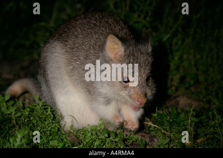 Bettong creusant le aepyprymnus rufescens Banque D'Images