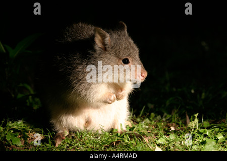 Le bettong creusant aepyprymnus rufescens Banque D'Images