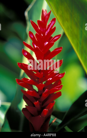 Reine de malaises fleur au Jardin botanique de Balata près de Fort de France Martinique Banque D'Images