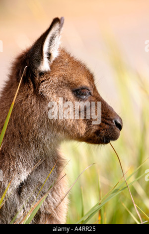Western kangourou macropus fuliginosus gris Banque D'Images