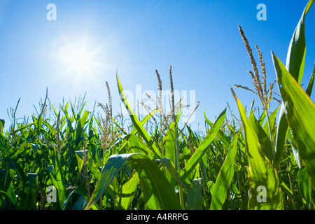 Tops des plants de maïs contre ciel bleu avec soleil Banque D'Images