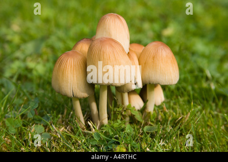 Les champignons sauvages sur la pelouse Banque D'Images