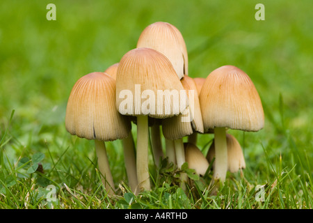 champignons sauvages Banque D'Images