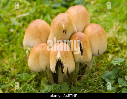 champignons sauvages Banque D'Images