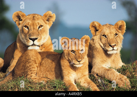 Lionne mature avec deux demi-cultivé d'oursons dans la Masai Mara National Reserve Kenya Afrique de l'Est Banque D'Images