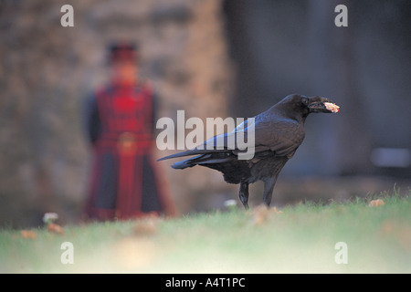 Grand corbeau Corvus corax à tour de Londres avec son maître Corbeau Majestys Banque D'Images