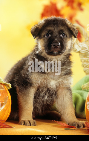 Shepherd Dog puppy sitting next to pumpkin Banque D'Images