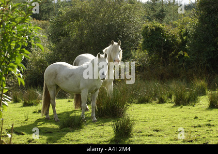 Deux poneys Connemara article on meadow Banque D'Images
