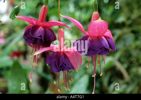 Fuchsia 'Winston Churchill' fuschias Banque D'Images