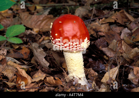 Les champignons Agaric Fly Rough Nature commune Réserver Blean Kent England Banque D'Images