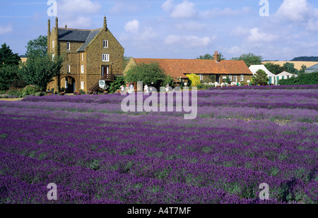 Champ de lavande, Norfolk Caley Mill ,Heacham, Norfolk, culture commerciale, l'huile parfumée, parfum, visiteurs, Voyage, tourisme en Angleterre Banque D'Images