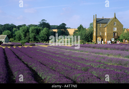 Champ de lavande, Norfolk Caley Mill ,Heacham, Norfolk, culture commerciale, l'huile parfumée, parfum, visiteurs, Voyage, tourisme en Angleterre Banque D'Images