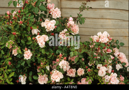 Rosa 'Albertine', rosier grimpant, clôture roses Banque D'Images