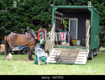 Shire Horse anglais Banque D'Images