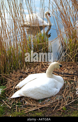 Couple cygne muet sur son nid Banque D'Images