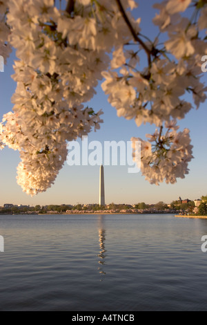Washington monument vu à travers les cerisiers en fleurs le long du Tidal Basin à Washington DC au coucher du soleil Banque D'Images