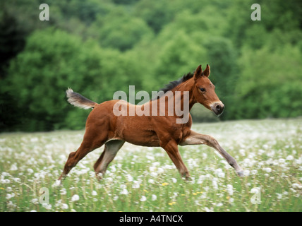 Cheval Arabe Anglo - poulain on meadow Banque D'Images