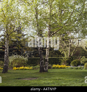 Silver Birch arbres croissant sur pelouse au country garden Banque D'Images