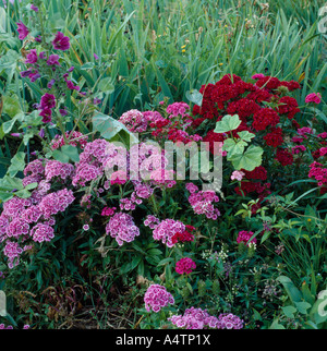 Rose et rouge Sweet Williams avec de plus en plus rose mauve annuel dans un pré Banque D'Images