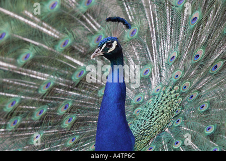 L'affichage de ses plumes de paon - Pavo cristatus Banque D'Images