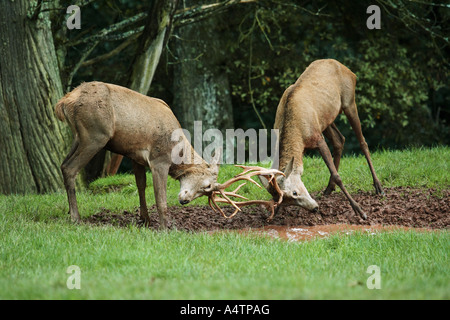 Cerf rouge (Cervus elaphus), combats de cerfs en rut Banque D'Images