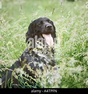 Grand Münsterländer - sitting on meadow Banque D'Images