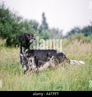 Grand Münsterländer - standing on meadow Banque D'Images