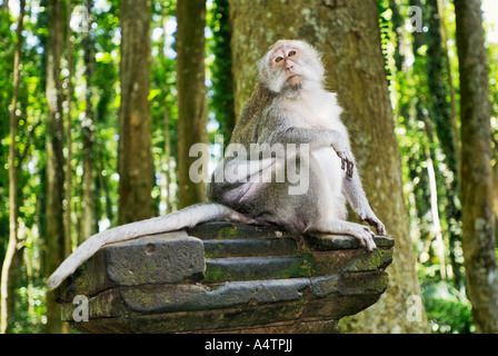 Manger du crabe - macaque sitting / Macaca fascicularis Banque D'Images