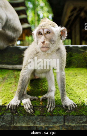 Manger du crabe / macaque Macaca fascicularis Banque D'Images