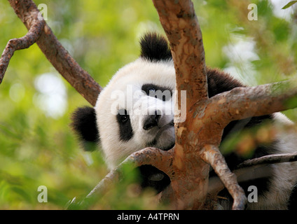 Panda géante (Ailuropoda melanoleuca). Jeune sur un arbre Banque D'Images