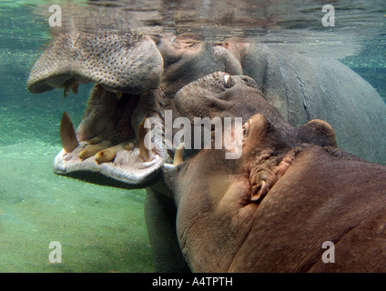 Deux hippopotames - dans l'eau / Hippopotamus amphibius Banque D'Images