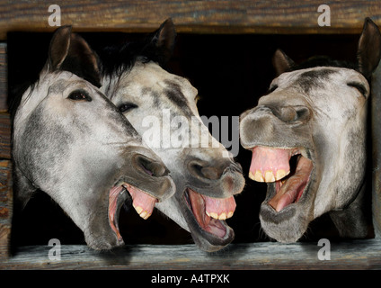 Cheval domestique. Trois personnes rire Banque D'Images