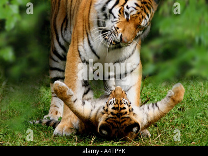 Avec Tiger Cub / Panthera tigris Banque D'Images