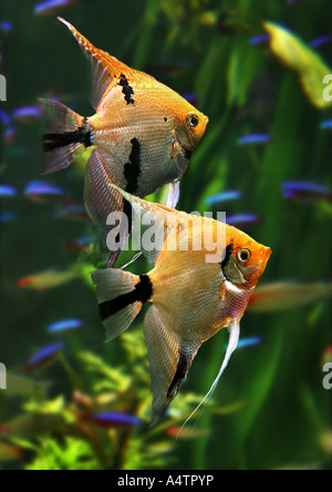 Angelfish d'eau douce, Angel Fish, Angelfish noir, scalare (Pterophyllum scalare). Paire dans un aquarium Banque D'Images