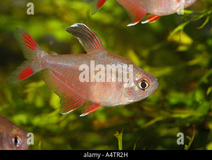 Tetra rose (Megalamphodus rosaceus). Poisson unique dans un aquarium Banque D'Images