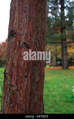 L'écorce de cèdre à encens à Oramental détails Rhinefield Entraînement Arboretum dans le comté de Hampshire New Forest England UK Automne Banque D'Images