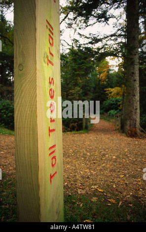 De grands arbres sentier dans la New Forest Comté de Hampshire England UK Banque D'Images